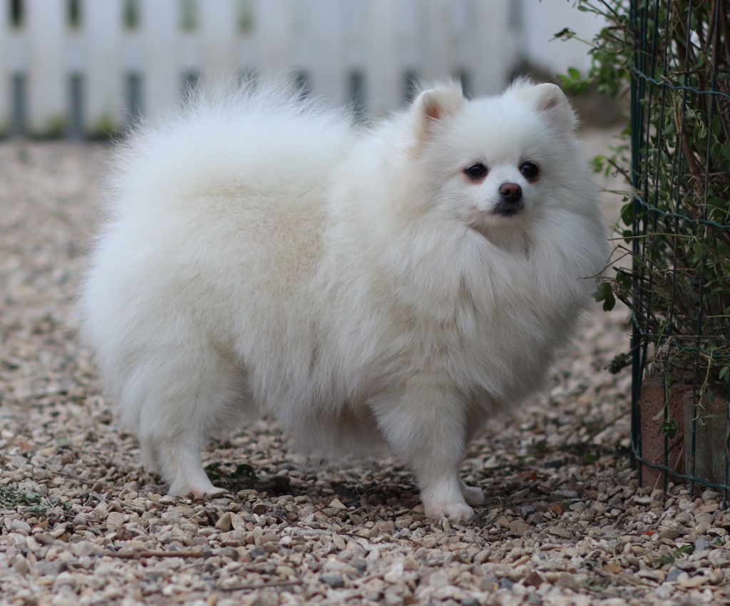 Pepita blanche de brachy-blanche