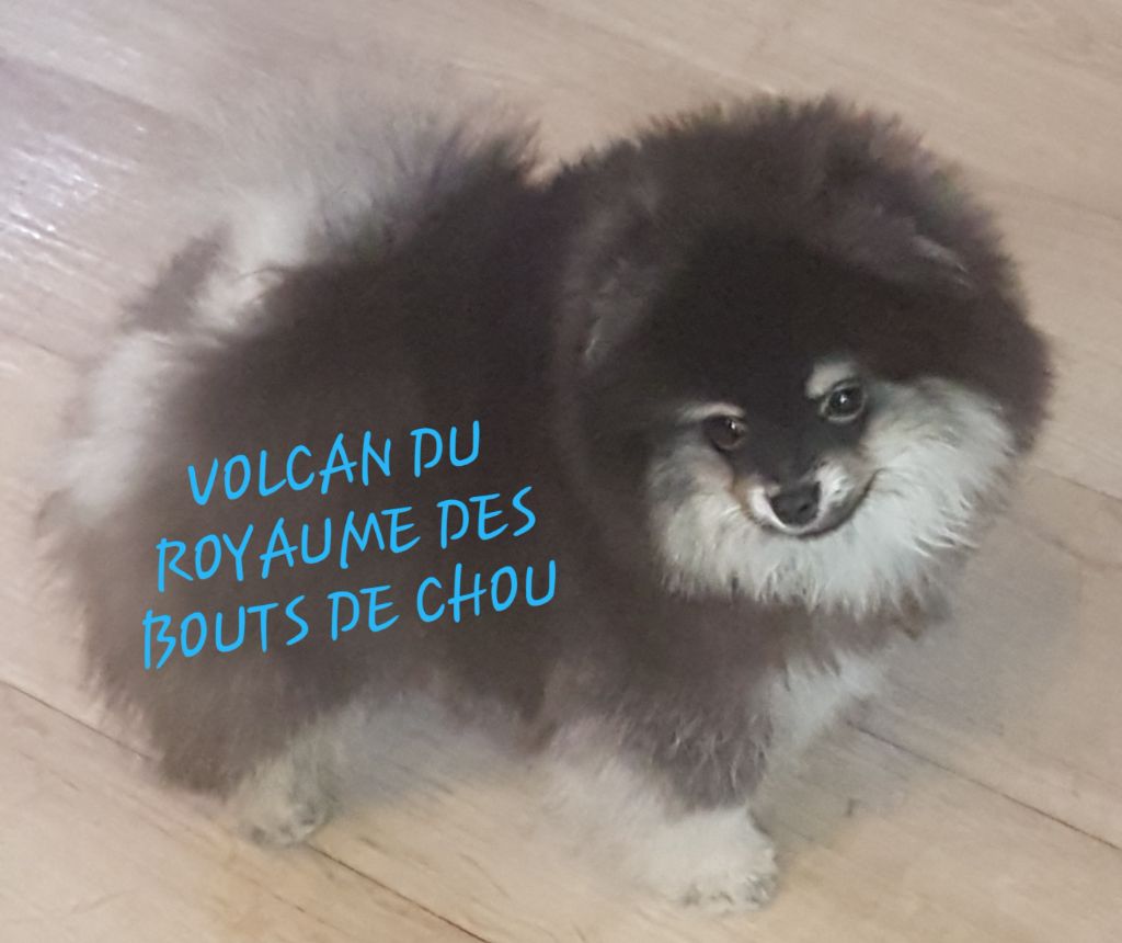 du royaume des bouts de chou - Chiot disponible  - Spitz allemand