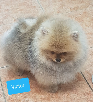 VICTOR