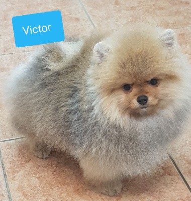 VICTOR