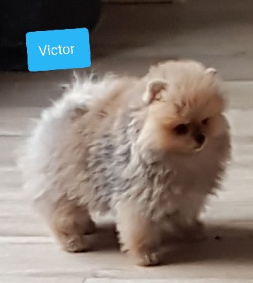 VICTOR