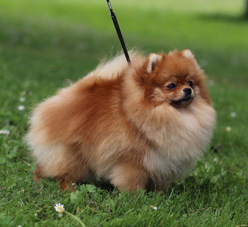 Toffy caramel du royaume des bouts de chou