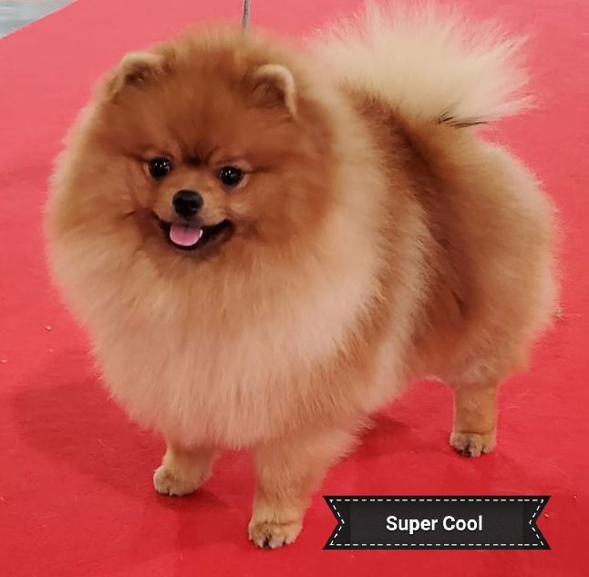 CH. Super cool du royaume des bouts de chou
