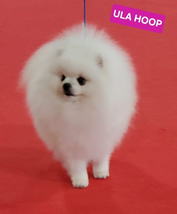 Ula hoop neve du royaume des bouts de chou