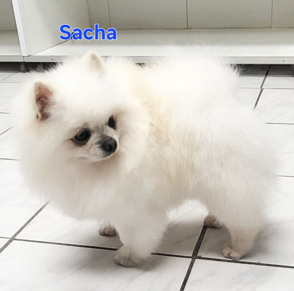 Sacha de brachy-blanche