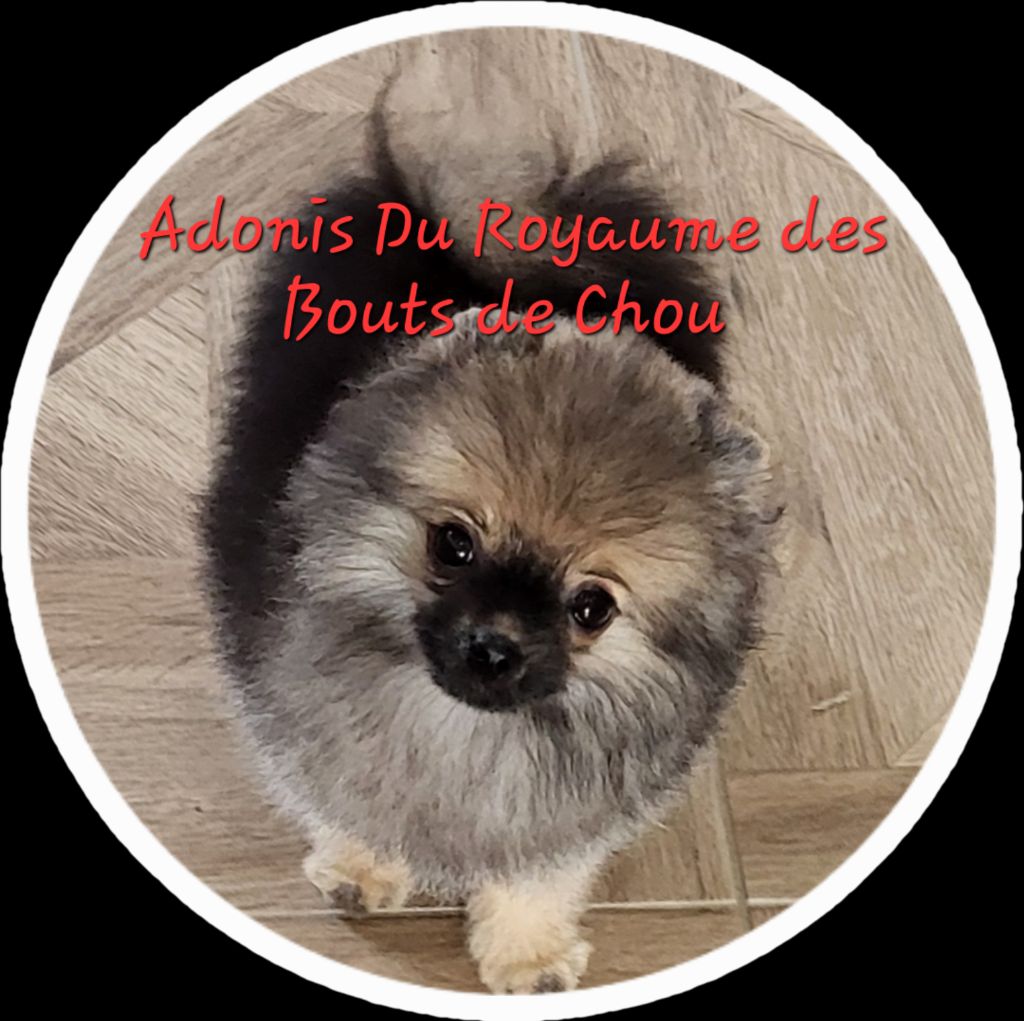 MÂLE  NAIN DISPONIBLE