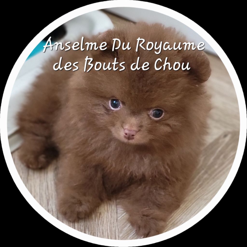 A Réserver dès maintenant,Chiots noirs ou chocolat  très petit gabarit