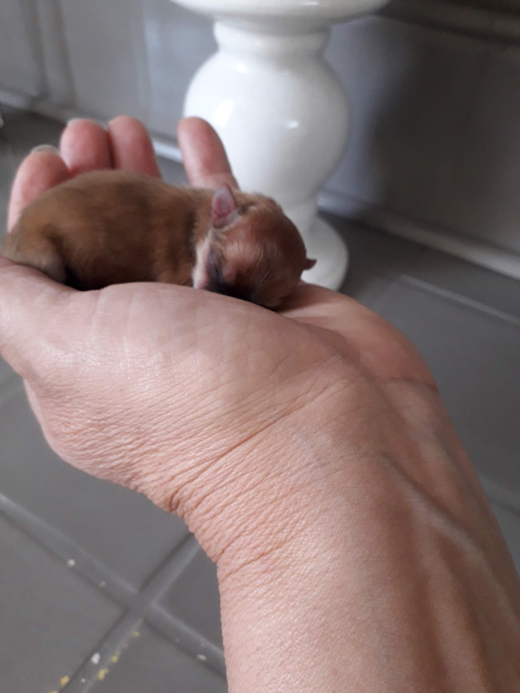 ATTENTION TRAFIC DE CHIOTS D'IMPORTATION VENDUS SUR HOUILLES