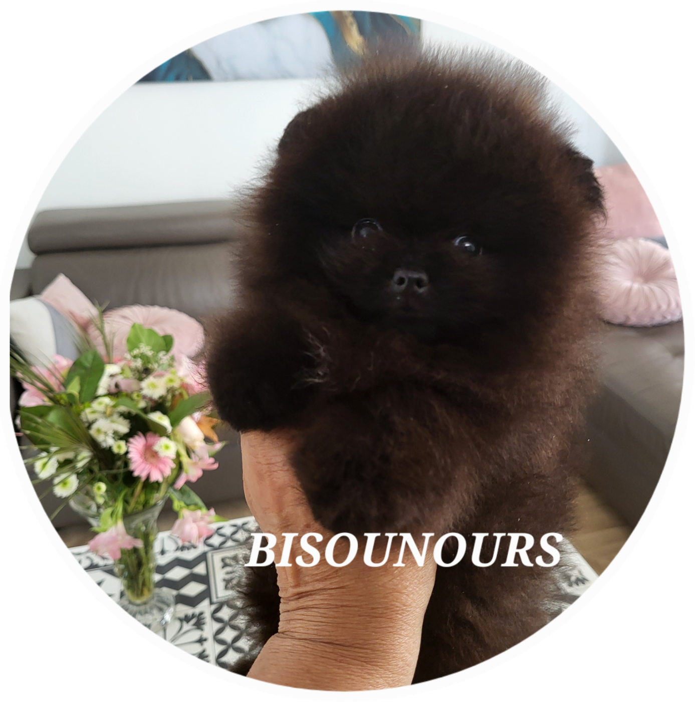 DISPONIBLE dès maintenant , Bébé Mâle Nain Noir de type" POMERANIEN"