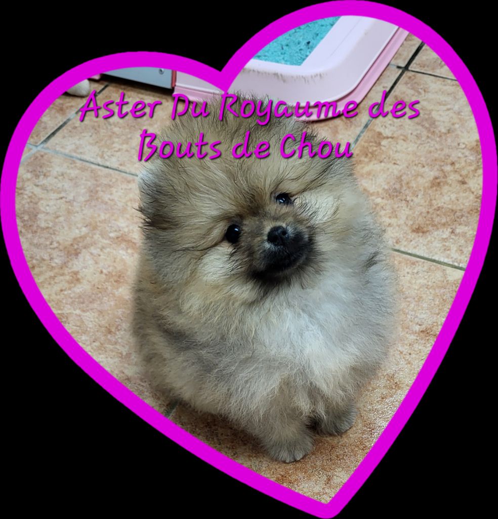 du royaume des bouts de chou - FEMELLE FAUVE ORANGE disponible dès maintenant