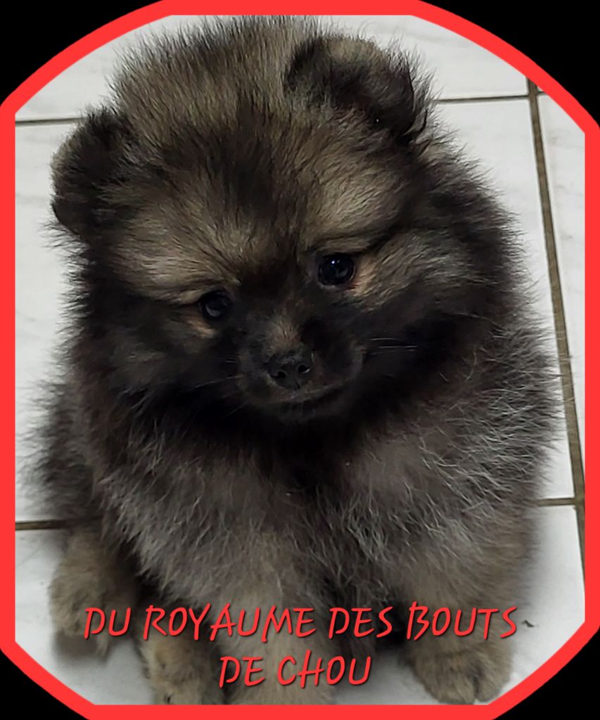 FEMELLE D'UNE COULEUR RARE (GRIS LOUP) à réserver.Oupss !!! trop tard
