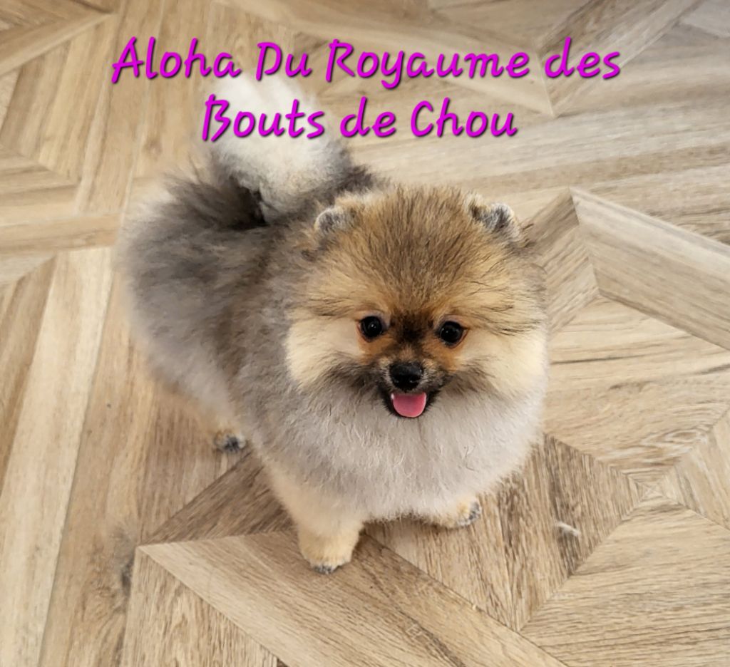 du royaume des bouts de chou - Spitz allemand - Portée née le 06/04/2025