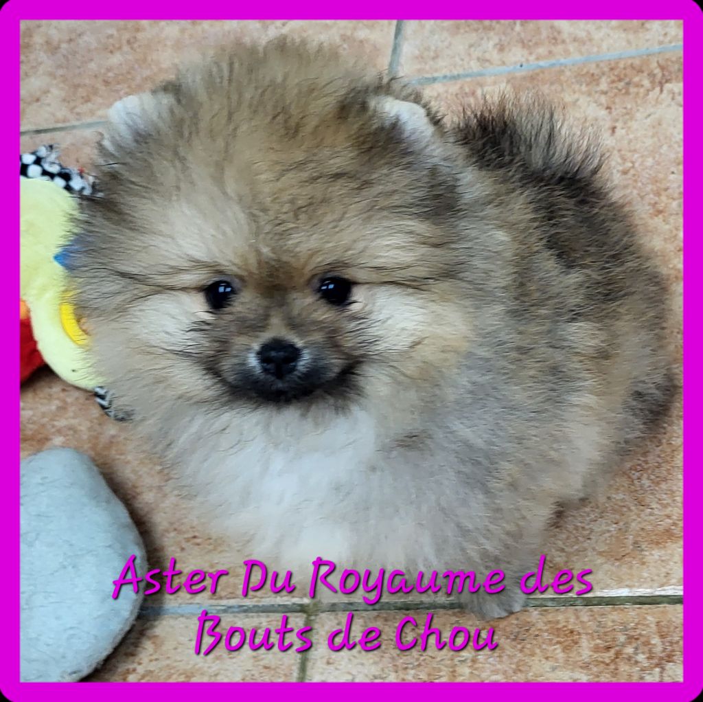 du royaume des bouts de chou - Chiots disponibles - Spitz allemand