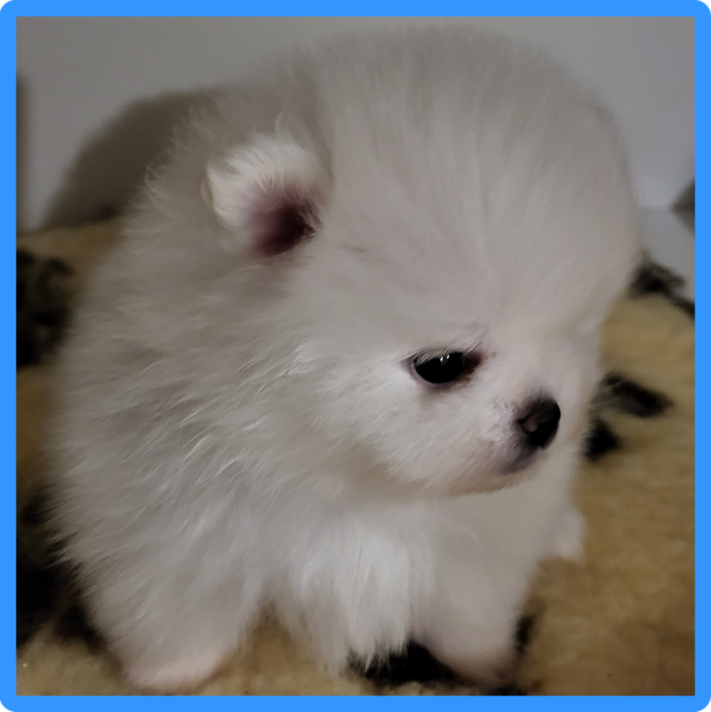 Chiot Spitz allemand du royaume des bouts de chou