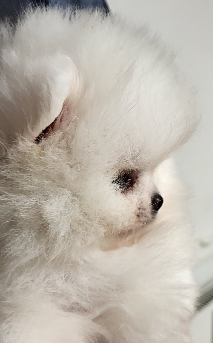 du royaume des bouts de chou - Chiots disponibles - Spitz allemand