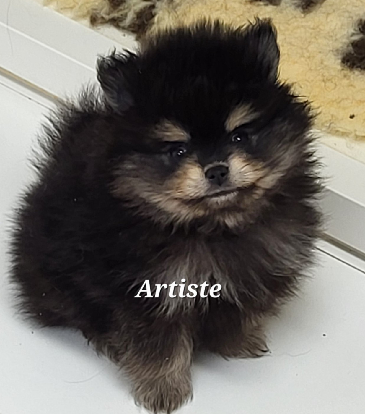 du royaume des bouts de chou - Spitz allemand - Portée née le 13/11/2025