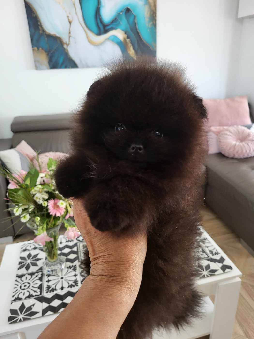 du royaume des bouts de chou - Chiots disponibles - Spitz allemand