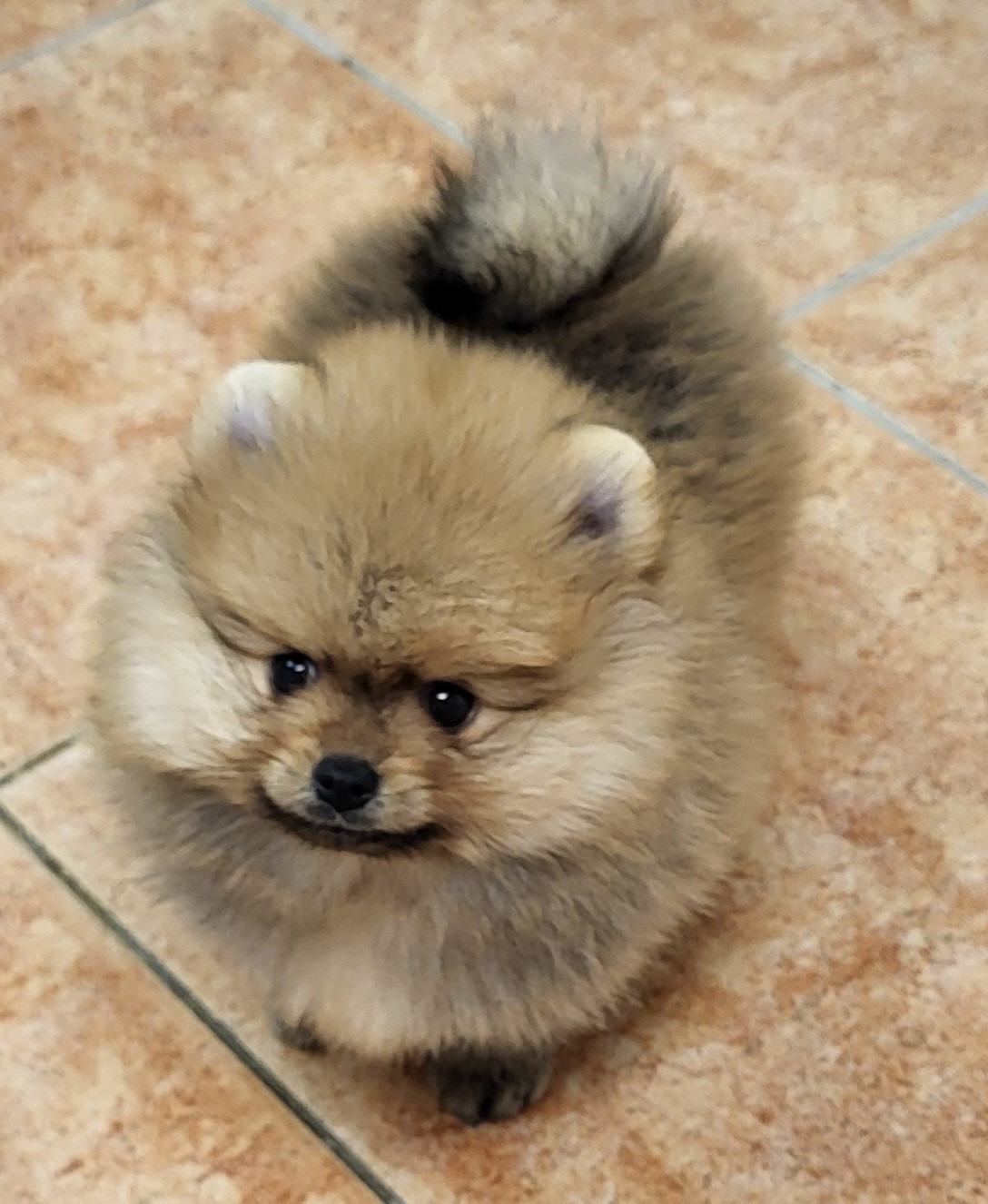 du royaume des bouts de chou - Chiots disponibles - Spitz allemand