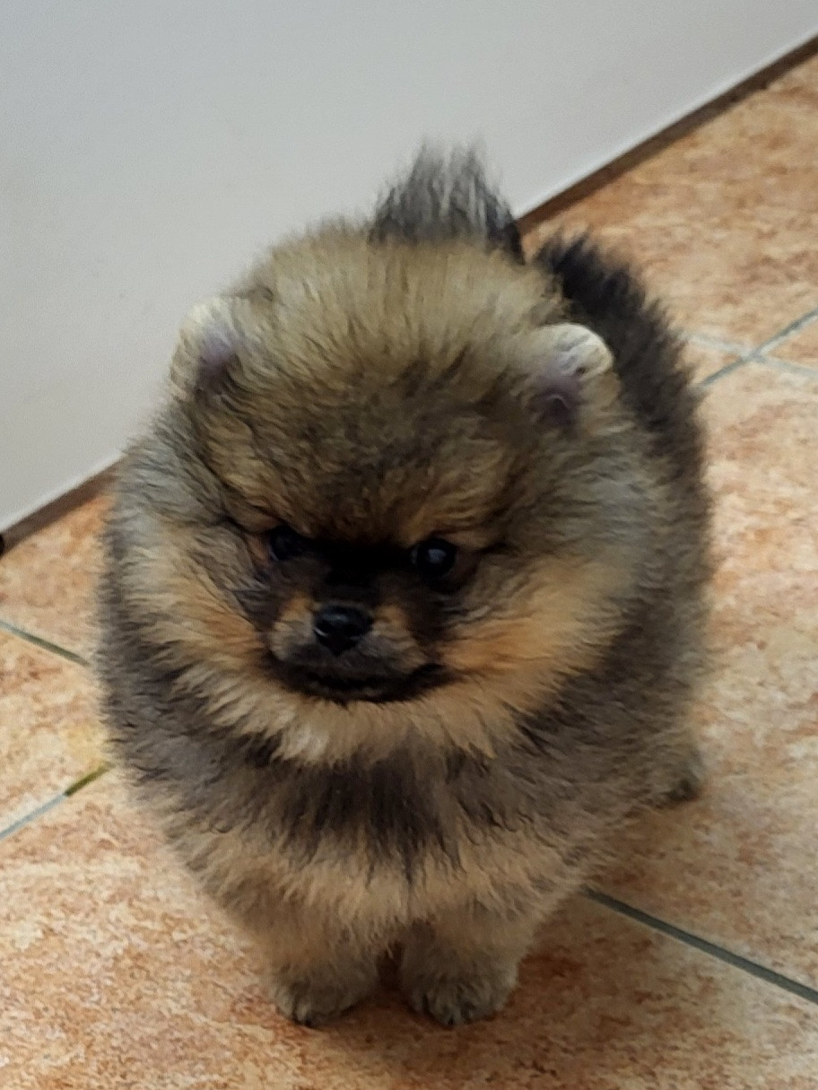 du royaume des bouts de chou - Chiots disponibles - Spitz allemand