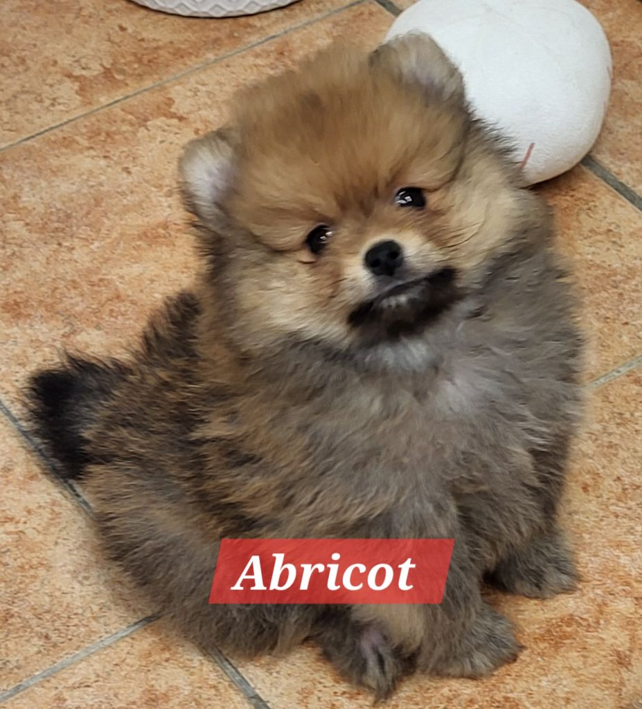 du royaume des bouts de chou - Chiots disponibles - Spitz allemand