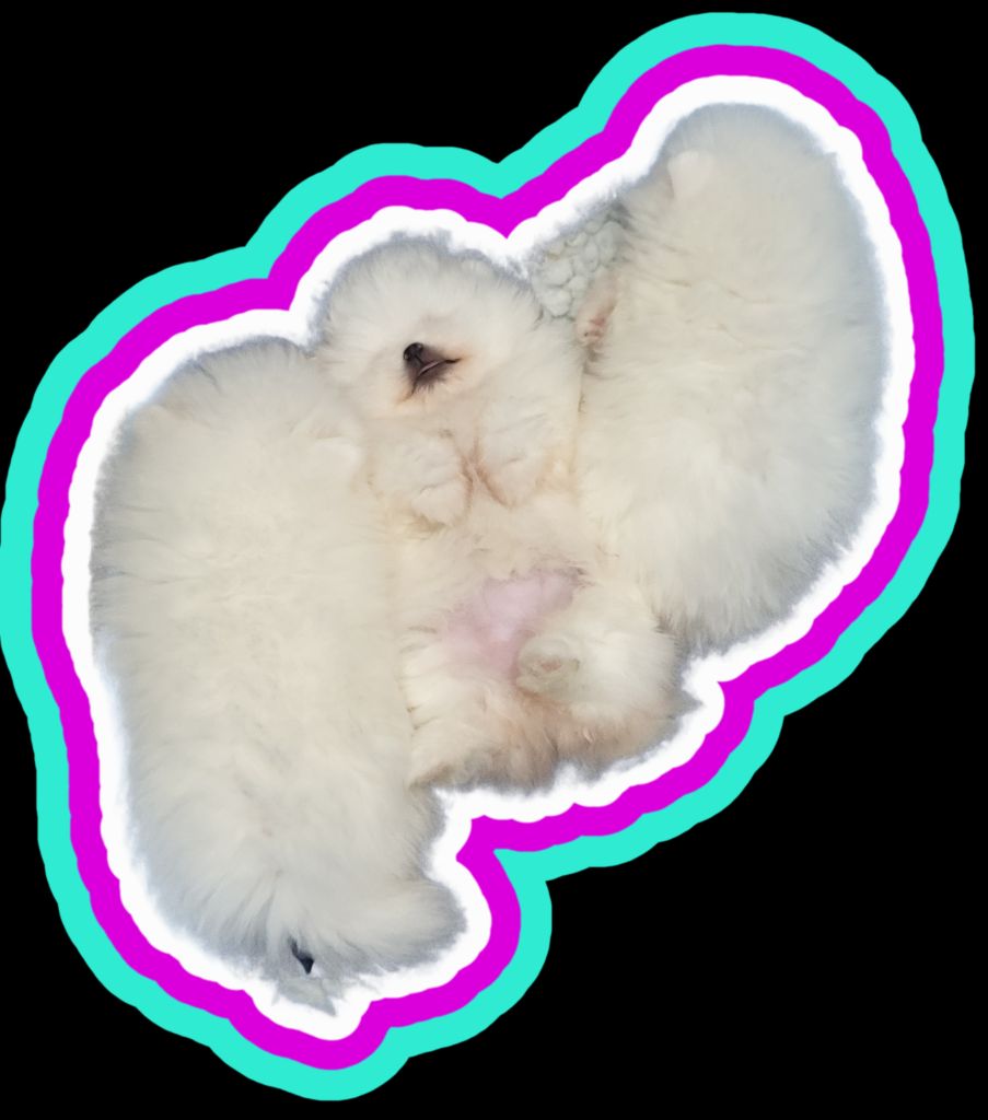 Chiot Spitz allemand du royaume des bouts de chou