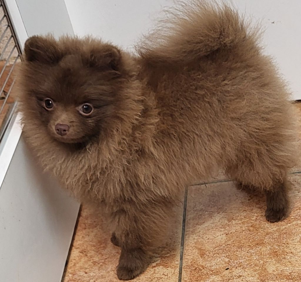 du royaume des bouts de chou - Chiots disponibles - Spitz allemand
