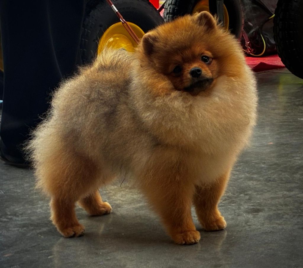du royaume des bouts de chou - Chiots disponibles - Spitz allemand