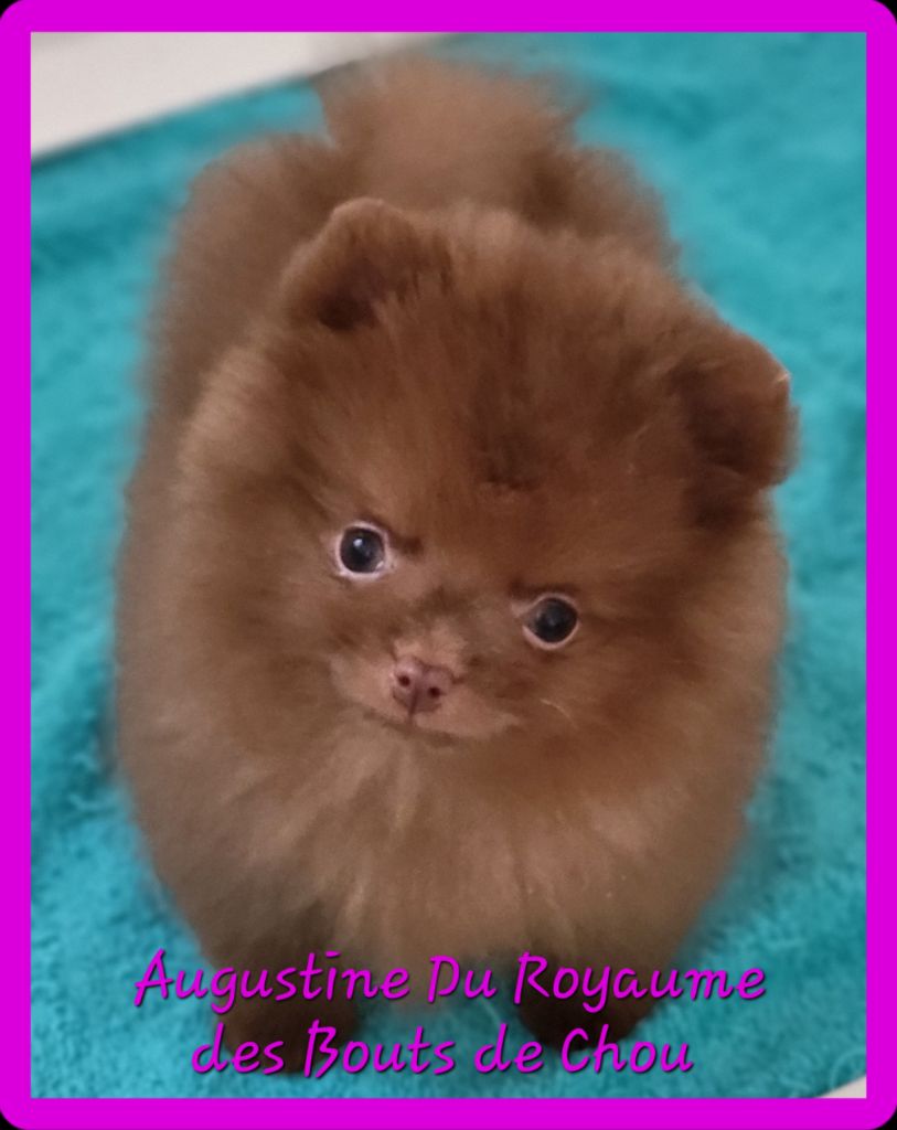 du royaume des bouts de chou - Chiots disponibles - Spitz allemand