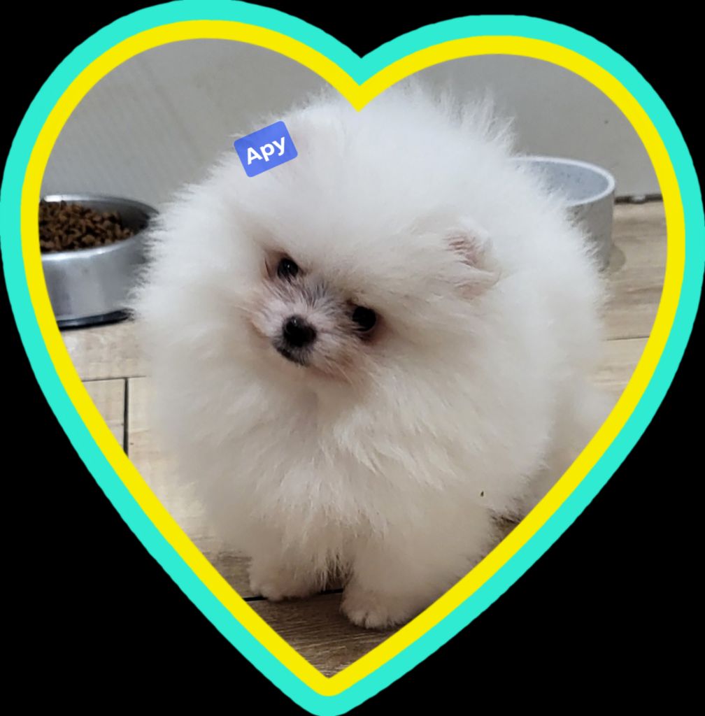 du royaume des bouts de chou - Chiots disponibles - Spitz allemand