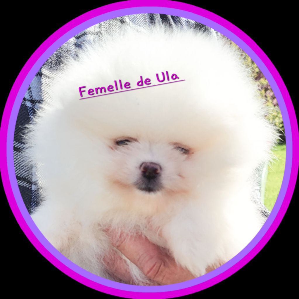 du royaume des bouts de chou - Chiots disponibles - Spitz allemand