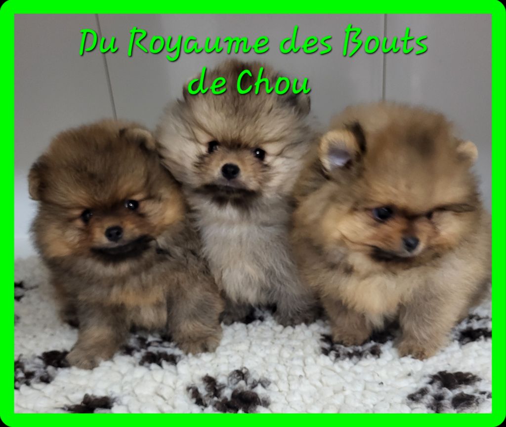 Chiot Spitz allemand du royaume des bouts de chou