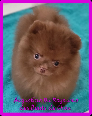 "AUGUSTINE"