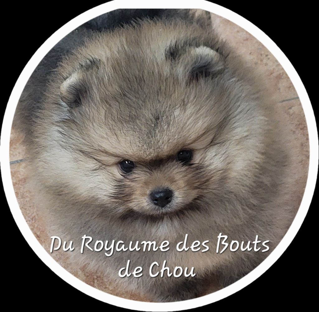 du royaume des bouts de chou - Chiots disponibles - Spitz allemand