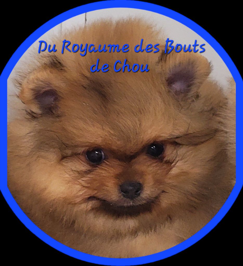 du royaume des bouts de chou - Chiots disponibles - Spitz allemand