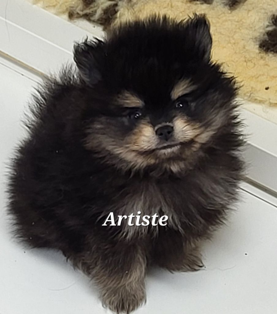 du royaume des bouts de chou - Chiots disponibles - Spitz allemand