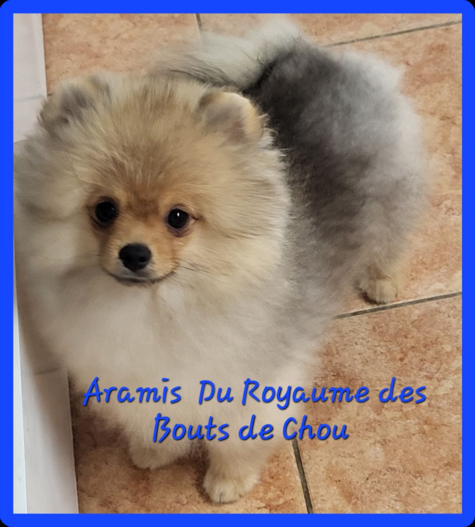 du royaume des bouts de chou - Chiots disponibles - Spitz allemand