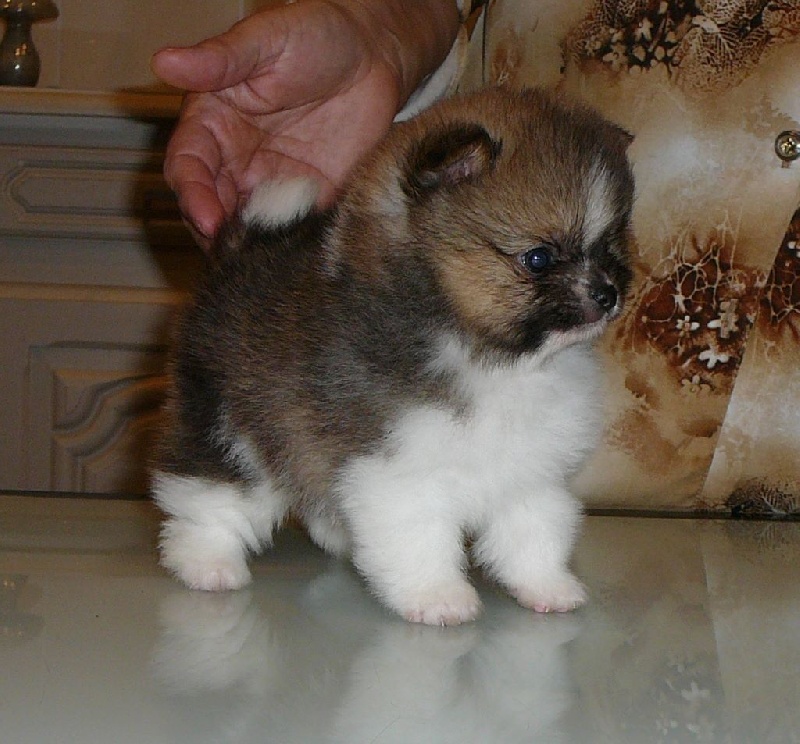 du royaume des bouts de chou - Spitz allemand - Portée née le 08/03/2015