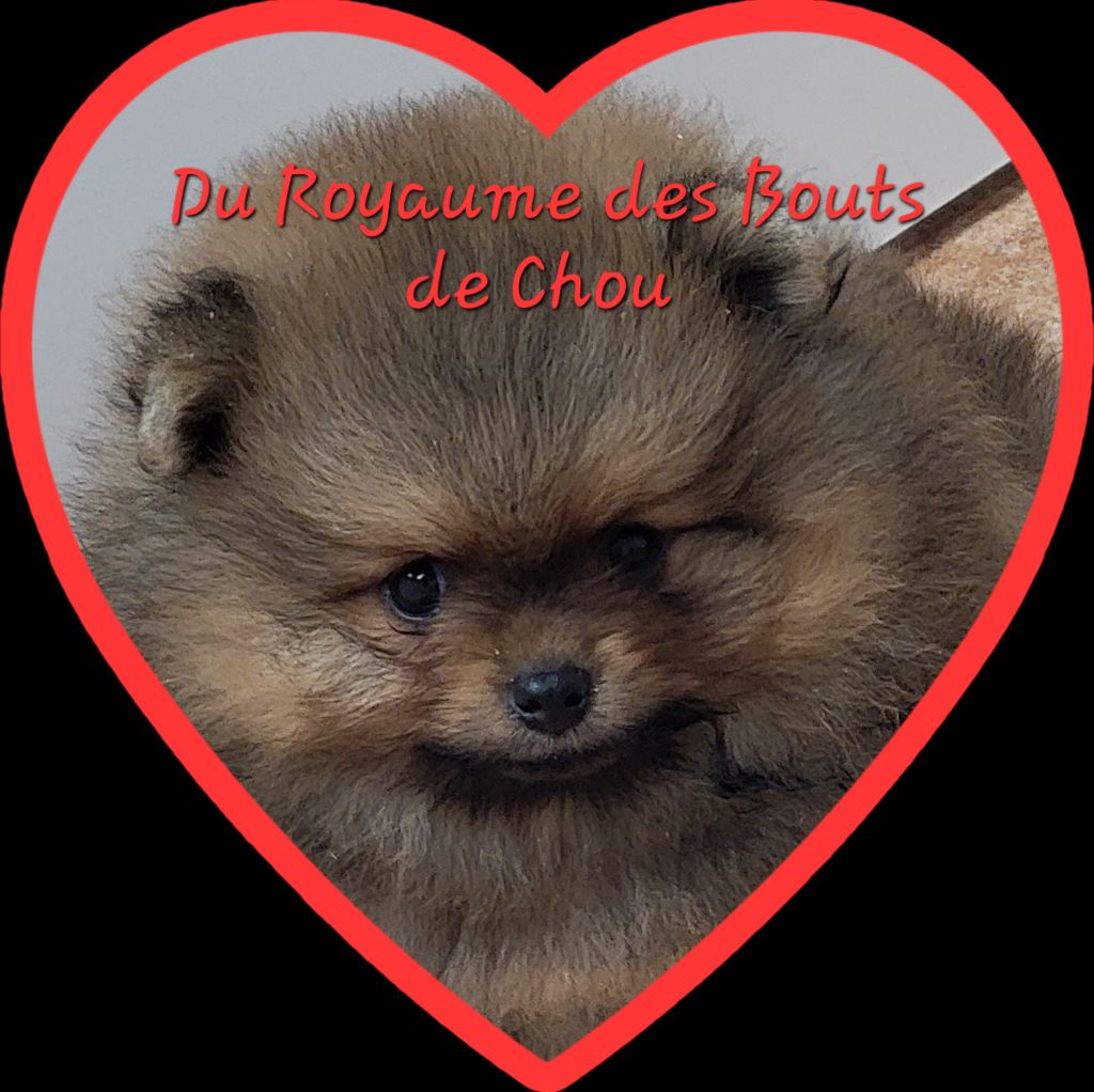du royaume des bouts de chou - Chiots disponibles - Spitz allemand