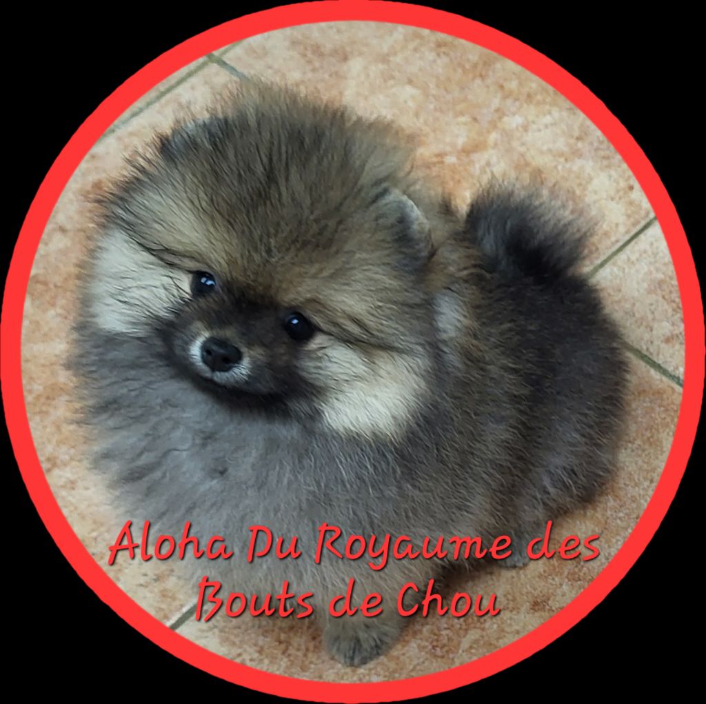 du royaume des bouts de chou - Chiots disponibles - Spitz allemand