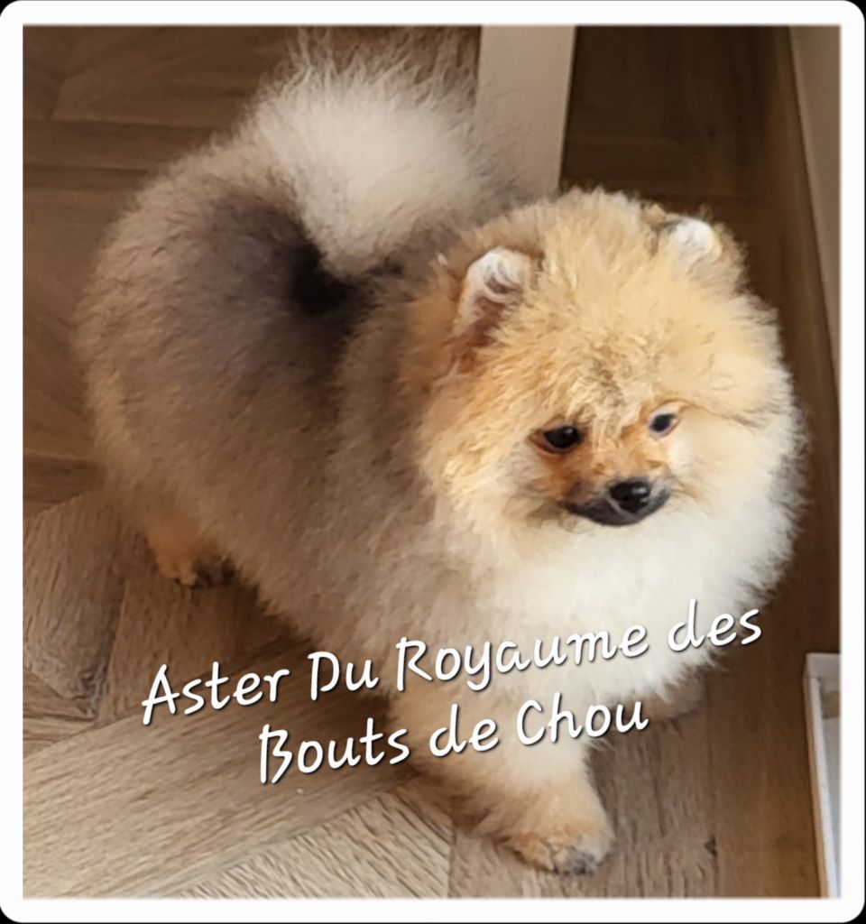 du royaume des bouts de chou - Chiots disponibles - Spitz allemand