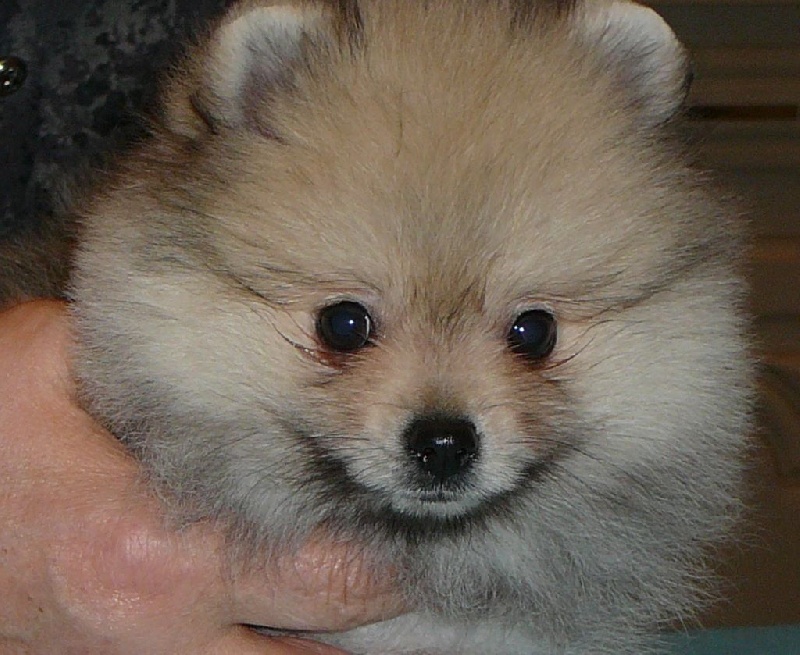 du royaume des bouts de chou - Spitz allemand - Portée née le 10/11/2014